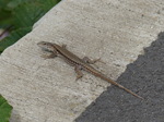 FZ017691 Viparous Lizard (Zootoca vivipara).jpg